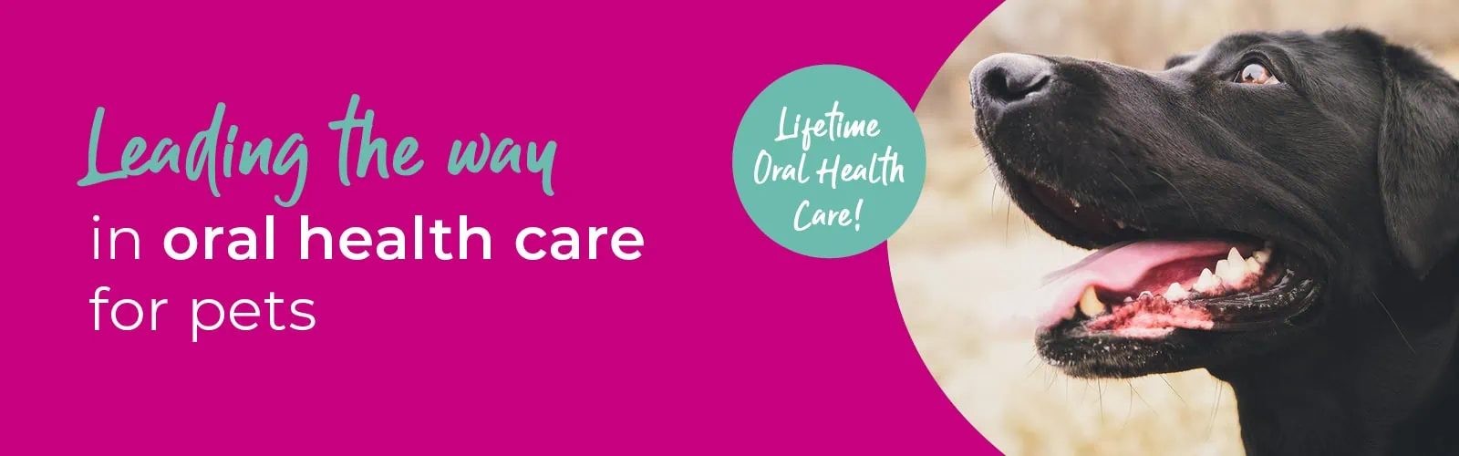 Home | Firhouse vets | Lucan vets | Kildare vets | Dublin vets | MyVet